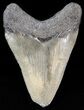 Bargain Megalodon Tooth - South Carolina #43628-1